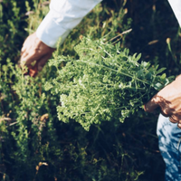 Load image into Gallery viewer, Oregano Oil Capsule
