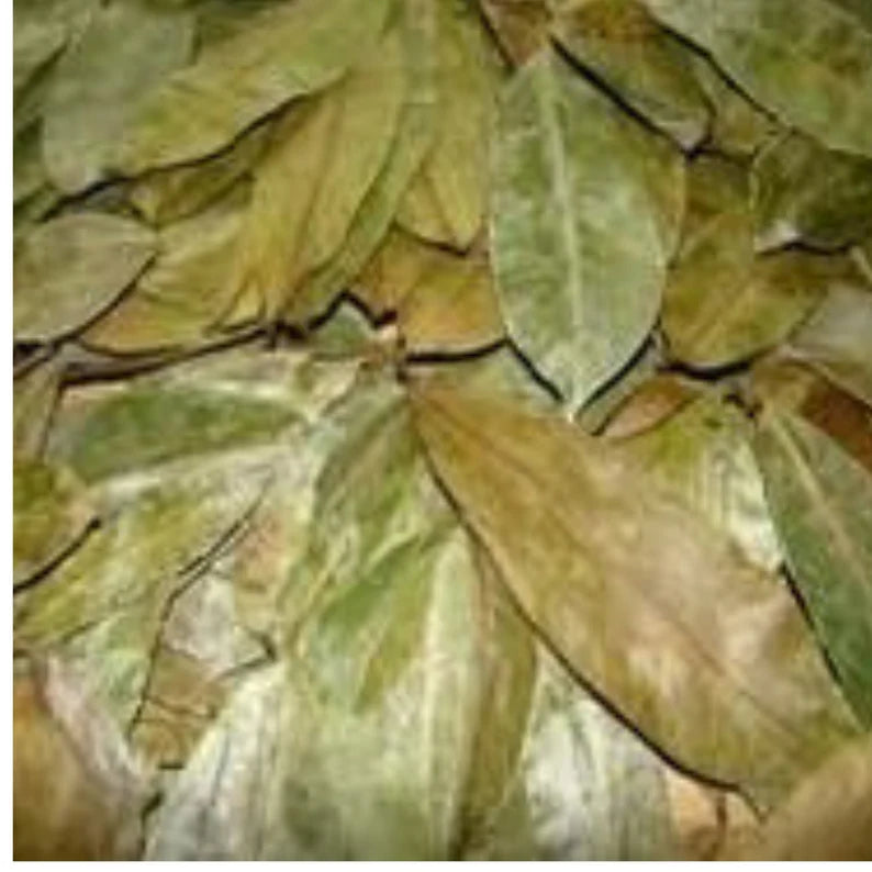 SOURSOP LEAVES (JAMAICAN